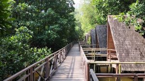 Taman Wisata Hutan Mangrove Pantai Indah Kapuk yang alami