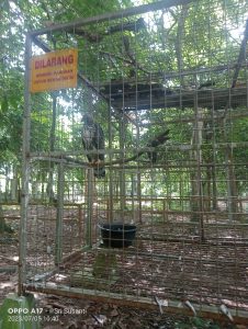 Taman Hutan Kota Langsa | Wisata Hutan Lindung di Tengah Kota